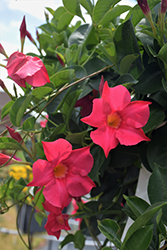 Summerstar Pink Mandevilla (Mandevilla 'Summerstar Pink') at Lakeshore Garden Centres