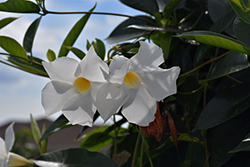 Summerstar White Mandevilla (Mandevilla 'Summerstar White') at Lakeshore Garden Centres
