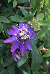 Amethyst Passion Flower (Passiflora 'Amethyst') at Lakeshore Garden Centres