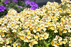 Nesia Sunshine Nemesia (Nemesia 'Nesia Sunshine') at Lakeshore Garden Centres