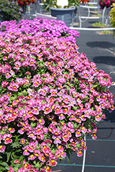 Nesia Tutti Frutti Nemesia (Nemesia 'Nesia Tutti Frutti') at Stonegate Gardens