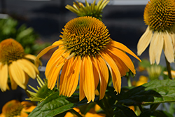 PollyNation Yellow Coneflower (Echinacea purpurea 'PollyNation Yellow') at Lakeshore Garden Centres
