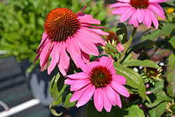 PollyNation Magenta Coneflower (Echinacea purpurea 'PollyNation Magenta') at Lakeshore Garden Centres