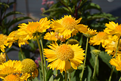 Mesa Yellow Blanket Flower (Gaillardia x grandiflora 'Mesa Yellow') at Lakeshore Garden Centres