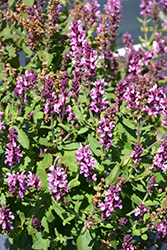 New Dimension Rose Meadow Sage (Salvia nemorosa 'New Dimension Rose') at A Very Successful Garden Center