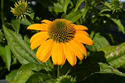 Artisan Yellow Ombre Coneflower (Echinacea 'PAS1303304') at Stonegate Gardens