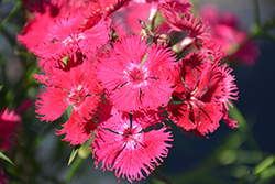 Rockin' Rose Pinks (Dianthus 'PAS1350215') at A Very Successful Garden Center