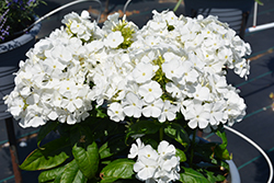 Flame Pro White Garden Phlox (Phlox paniculata 'Flame Pro White') at A Very Successful Garden Center
