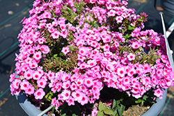 Flame Pro Pink Pop Garden Phlox (Phlox paniculata 'Flame Pro Pink Pop') at Lakeshore Garden Centres