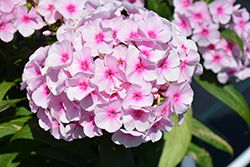Flame Pro Soft Pink Garden Phlox (Phlox paniculata 'Flame Pro Soft Pink') at A Very Successful Garden Center