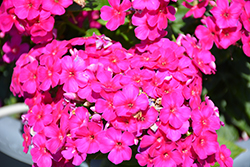 Early Cerise Garden Phlox (Phlox paniculata 'Early Cerise') at Lakeshore Garden Centres