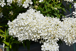 Early White Garden Phlox (Phlox paniculata 'Early White') at Lakeshore Garden Centres