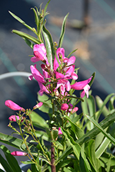 Pristine Princess Pink Beardtongue (Penstemon barbatus 'Pristine Princess Pink') at A Very Successful Garden Center