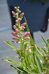 Pristine Primrose Beardtongue (Penstemon barbatus 'Pristine Primrose') at Lakeshore Garden Centres