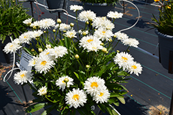 Sweet Daisy Rebecca Shasta Daisy (Leucanthemum x superbum 'Rebecca') at Lakeshore Garden Centres