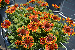 SpinTop Mariachi Copper Sun Blanket Flower (Gaillardia aristata 'SpinTop Mariachi Copper Sun') at Lakeshore Garden Centres