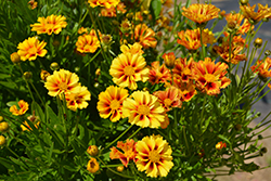 Lil' Bang Firewheel Tickseed (Coreopsis 'Firewheel') at Lakeshore Garden Centres
