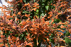 Betterbuzz Amber Hyssop (Agastache aurantiaca 'Betterbuzz Amber') at Lakeshore Garden Centres
