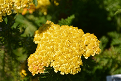 Skysail Yellow Yarrow (Achillea millefolium 'Skysail Yellow') at Stonegate Gardens