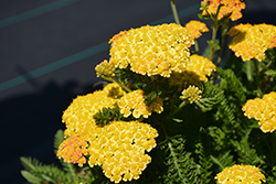 Skysail Yellow Yarrow (Achillea millefolium 'Skysail Yellow') at Lakeshore Garden Centres