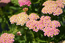 Skysail Bright Pink Yarrow (Achillea millefolium 'Skysail Bright Pink') at Lakeshore Garden Centres
