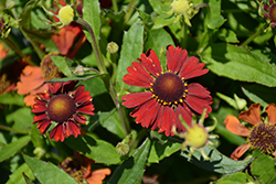 HayDay Red Sneezeweed (Helenium autumnale 'HayDay Red') at Lakeshore Garden Centres