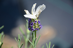 Laveanna White Frost Lavender (Lavandula stoechas 'Laveanna White Frost') at Stonegate Gardens