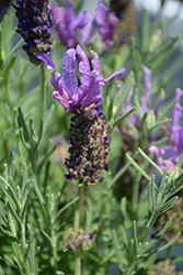 Laveanna Grand Purple Lavender (Lavandula stoechas 'Laveanna Grand Purple') at Stonegate Gardens