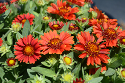 Gusto Sweet Chili Blanket Flower (Gaillardia 'Gusto Sweet Chili') at Lakeshore Garden Centres