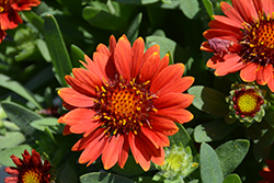 Gusto Sweet Chili Blanket Flower (Gaillardia 'Gusto Sweet Chili') at Lakeshore Garden Centres