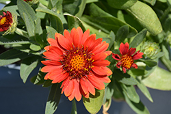 Gusto Paprika Blanket Flower (Gaillardia 'Gusto Paprika') at Lakeshore Garden Centres