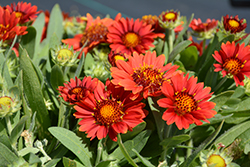 Gusto Paprika Blanket Flower (Gaillardia 'Gusto Paprika') at Lakeshore Garden Centres