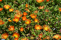 SandGem Ember Ice Plant (Delosperma cooperi 'SandGem Ember') at Lakeshore Garden Centres