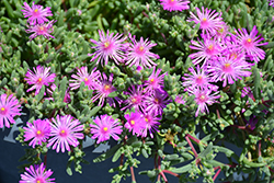 Early Bird Pink Ice Plant (Delosperma cooperi 'Early Bird Pink') at Lakeshore Garden Centres