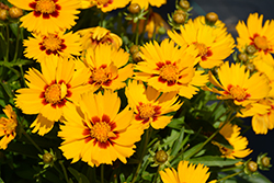 Solanna Bright Touch Tickseed (Coreopsis grandiflora 'Solanna Bright Touch') at Stonegate Gardens