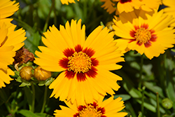 Solanna Bright Touch Tickseed (Coreopsis grandiflora 'Solanna Bright Touch') at Stonegate Gardens