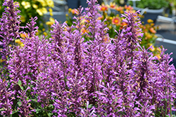 Sunny Sparks Pink Hyssop (Agastache aurantiaca 'Sunny Sparks Pink') at Lakeshore Garden Centres