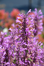 Sunny Sparks Pink Hyssop (Agastache aurantiaca 'Sunny Sparks Pink') at Lakeshore Garden Centres