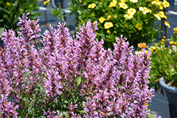 Sunny Sparks Pink Glow Hyssop (Agastache aurantiaca 'Sunny Sparks Pink Glow') at Lakeshore Garden Centres