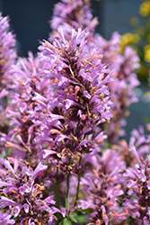 Sunny Sparks Pink Glow Hyssop (Agastache aurantiaca 'Sunny Sparks Pink Glow') at Lakeshore Garden Centres