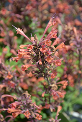 Sunny Sparks Orange Glow Hyssop (Agastache aurantiaca 'Sunny Sparks Orange Glow') at Lakeshore Garden Centres