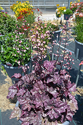 Dolce Frosted Berry Coral Bells (Heuchera 'Frosted Berry') at Stonegate Gardens