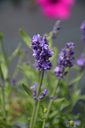 Scent Blue Lavender (Lavandula angustifolia 'Scent Blue') at Stonegate Gardens