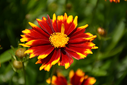 UpTick Red Tickseed (Coreopsis 'Baluptred') at A Very Successful Garden Center