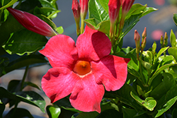 Bella Hot Pink Mandevilla (Mandevilla 'Bella Hot Pink') at Lakeshore Garden Centres