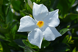 Bella White Mandevilla (Mandevilla 'Bella White') at Lakeshore Garden Centres