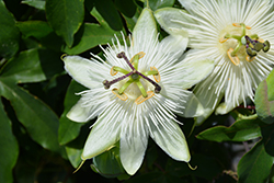 Snow Queen Passion Flower (Passiflora 'Snow Queen') at Lakeshore Garden Centres