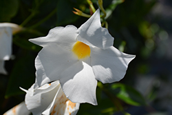 Summerstar White Mandevilla (Mandevilla 'Summerstar White') at Lakeshore Garden Centres