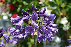 Poppin' Purple Agapanthus (Agapanthus 'Mp003') at Lakeshore Garden Centres