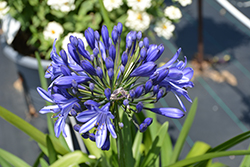 Bluety Agapanthus (Agapanthus 'Bluety') at Lakeshore Garden Centres